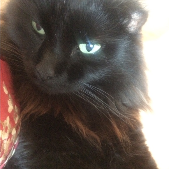 Meet your Posher, Chelsea - Picture 1 of 1